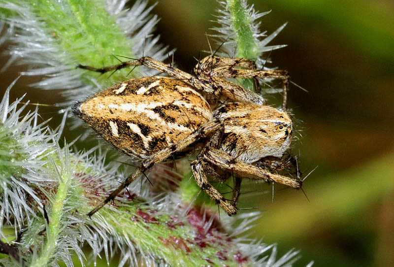 Oxyopes sp. (Oxyopidae)   -  Megalopoli-Paradisia (Grecia)